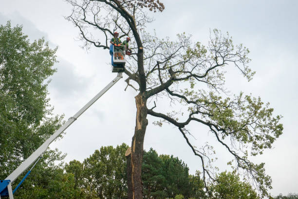 Mulching Services in Keene, NH